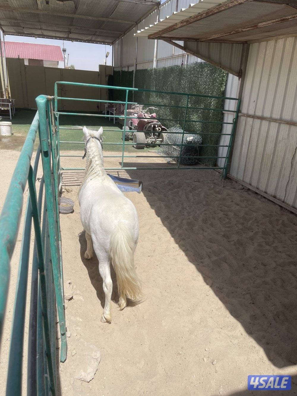 ‏السلام عليكم للبيع صام بون العمر خمس سنوات فحل أصفر اللون2