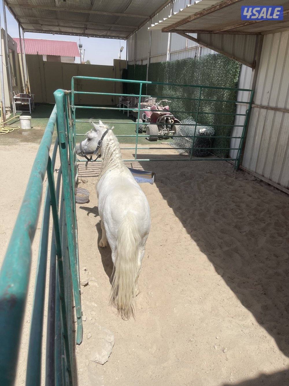 ‏السلام عليكم للبيع صام بون العمر خمس سنوات فحل أصفر اللون3