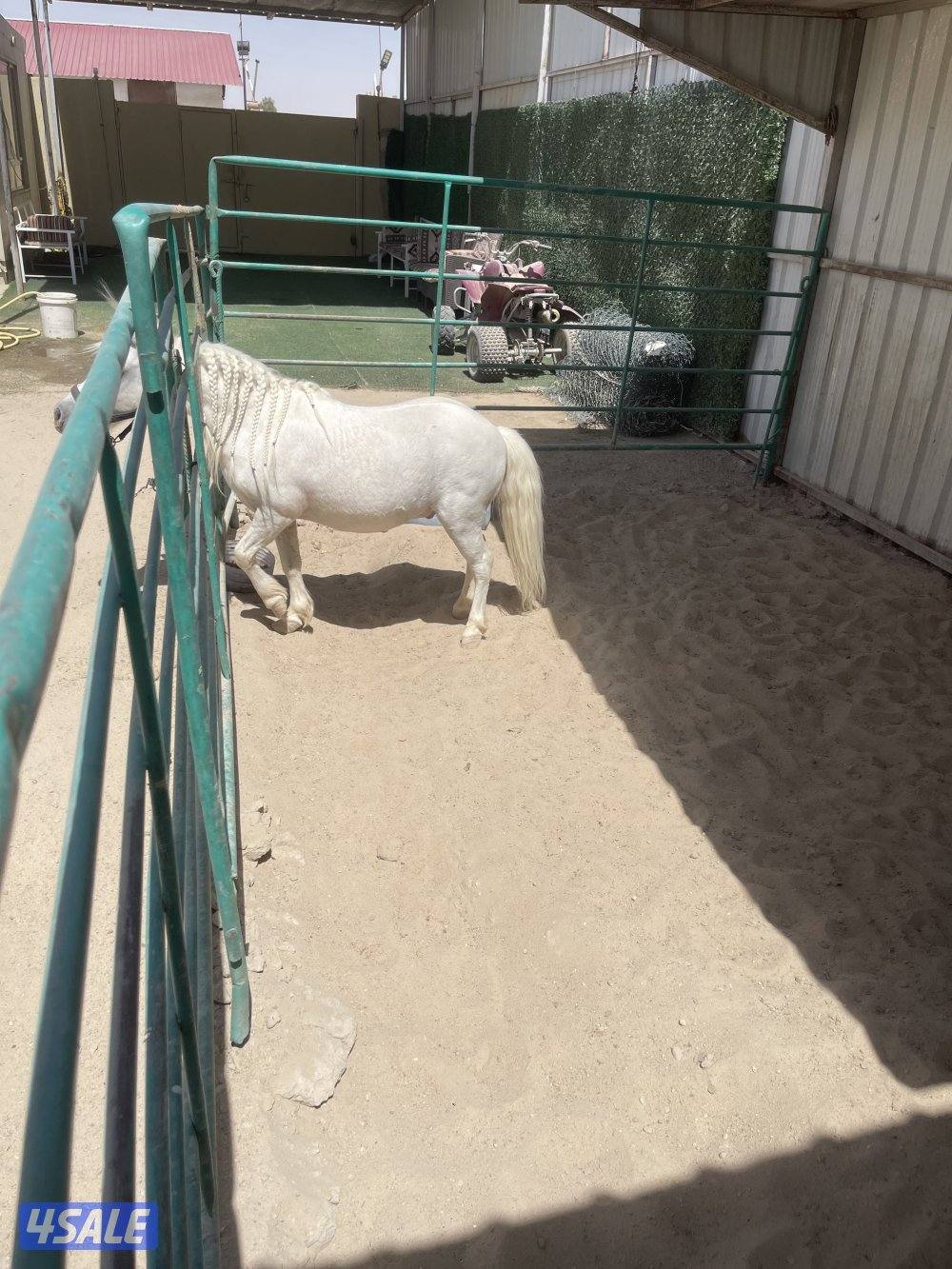 ‏السلام عليكم للبيع صام بون العمر خمس سنوات فحل أصفر اللون4