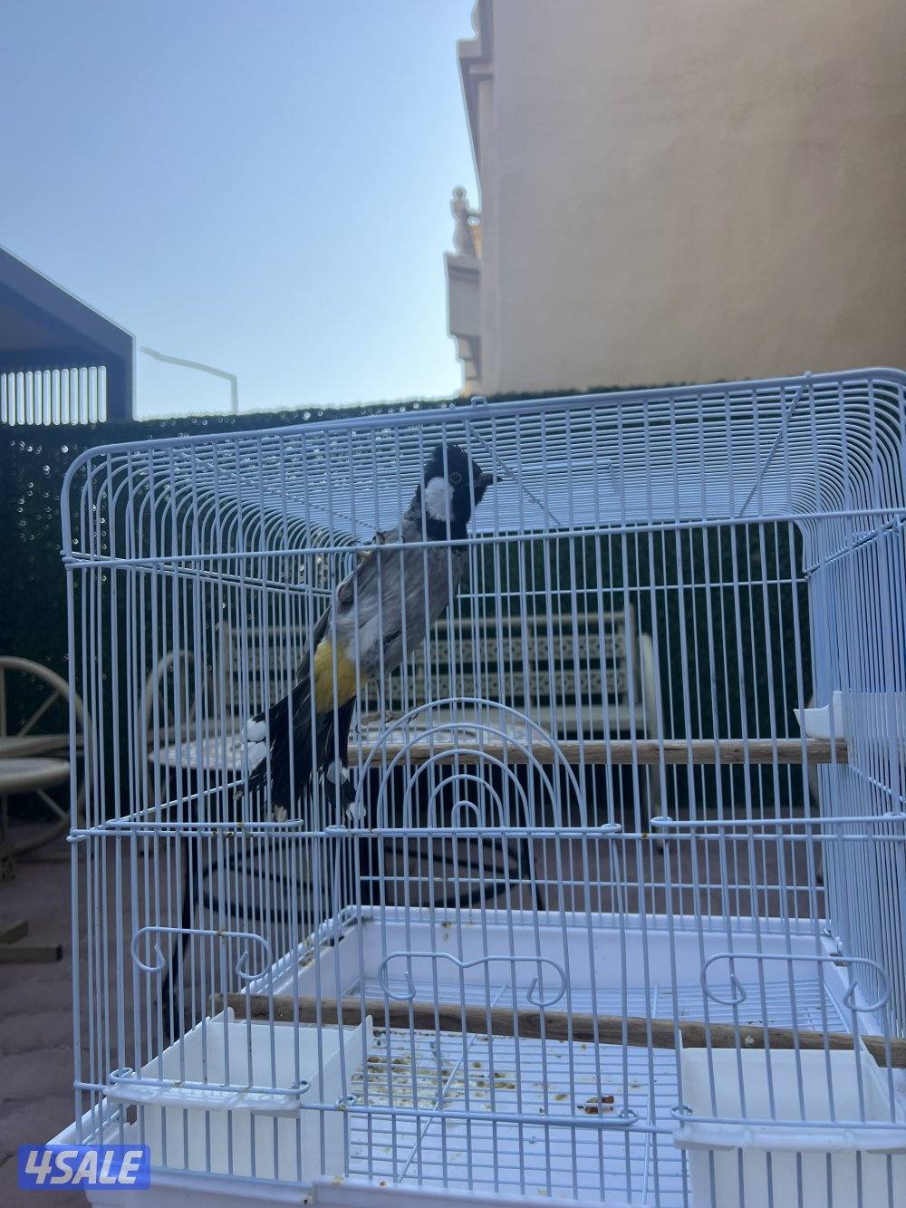 للبيع ٣ بلابل ربوه ثنين احجام سوبر جامبو وواحد حجمه زين مغردين جمله1