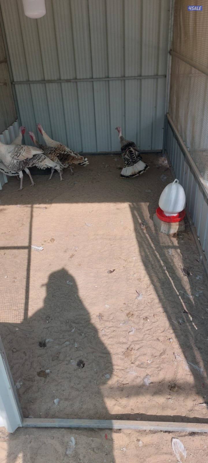 رومي ازواج1