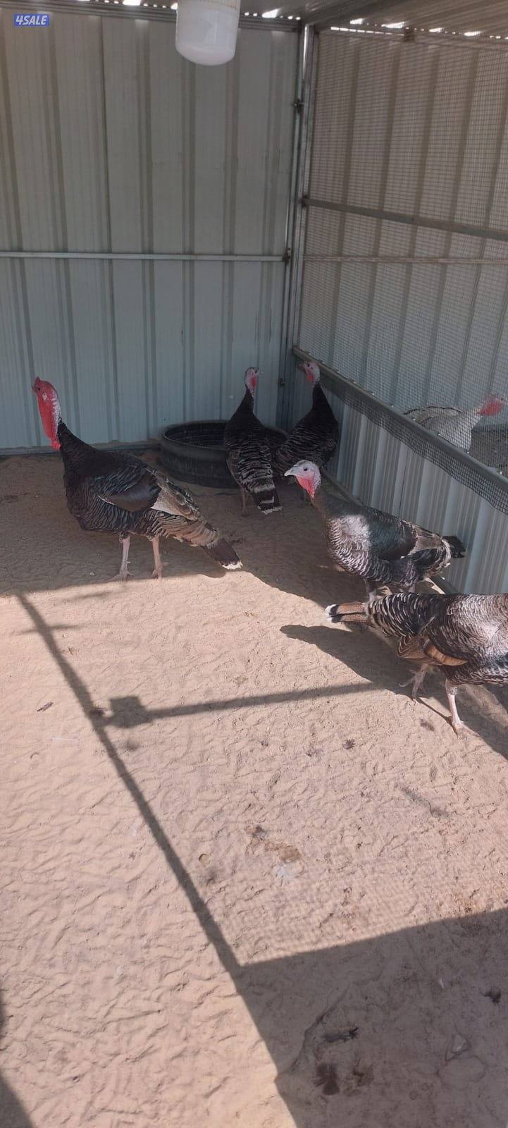 رومي ازواج2