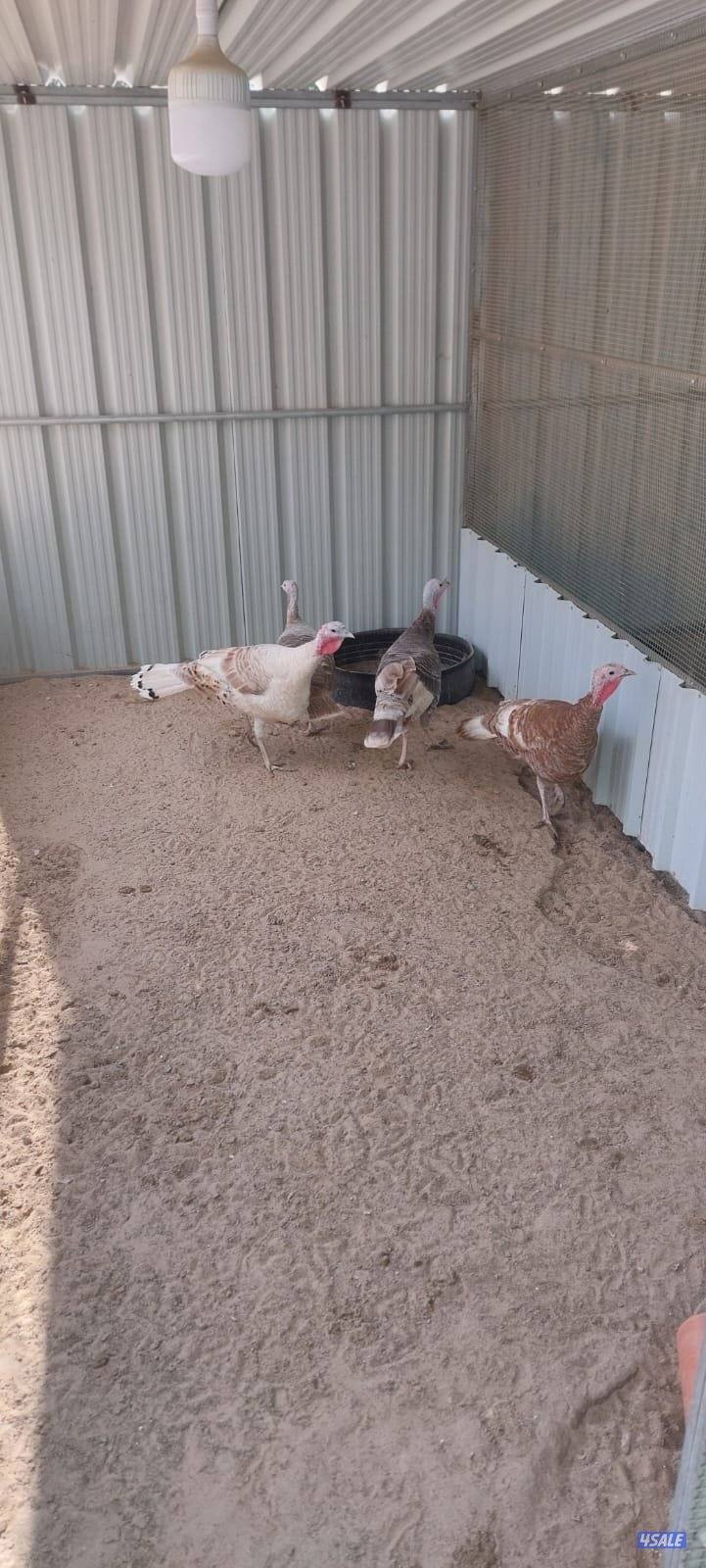 رومي ازواج3