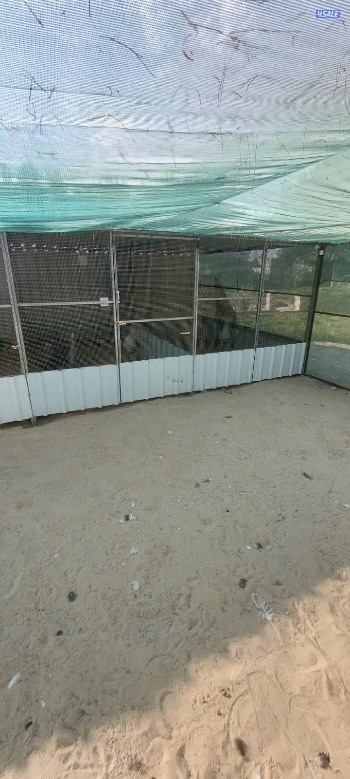 رومي ازواج4