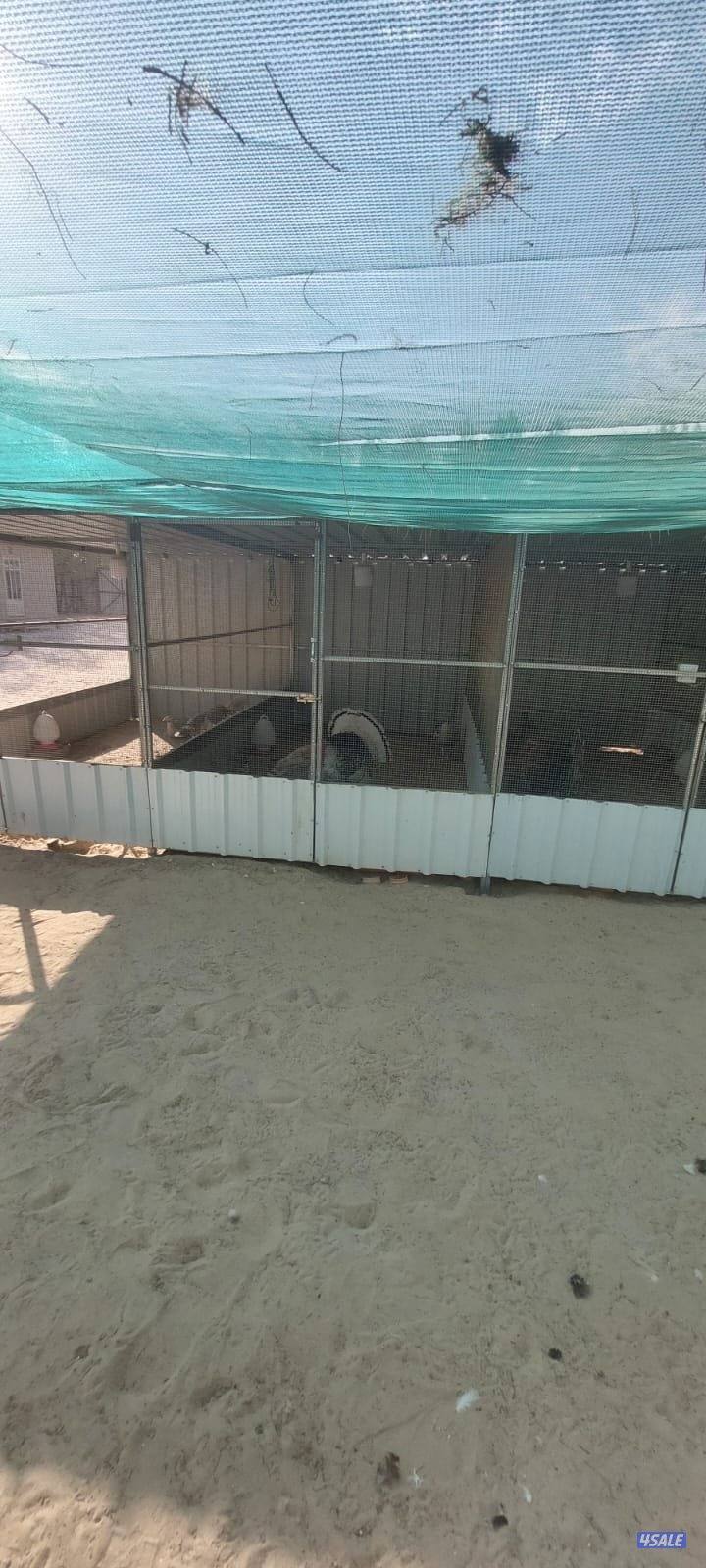 رومي ازواج5