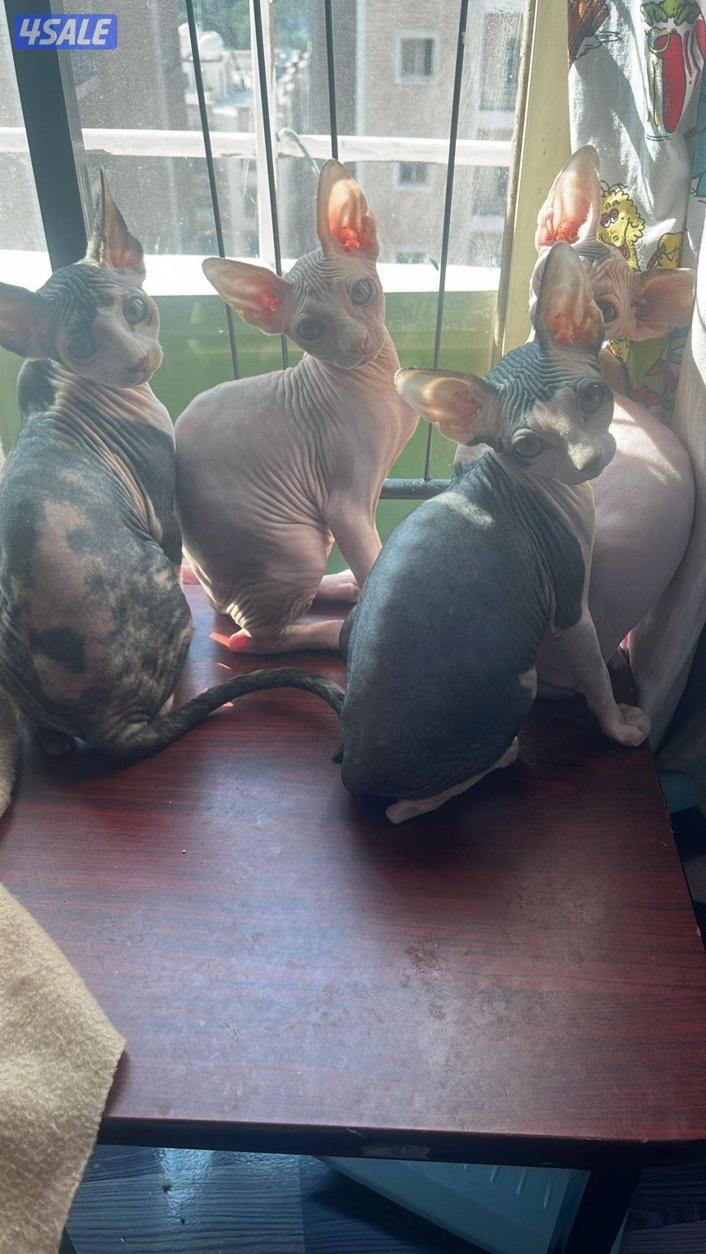 Sphynx Kitten 3 months old For Sale Done 1st Vaccine0