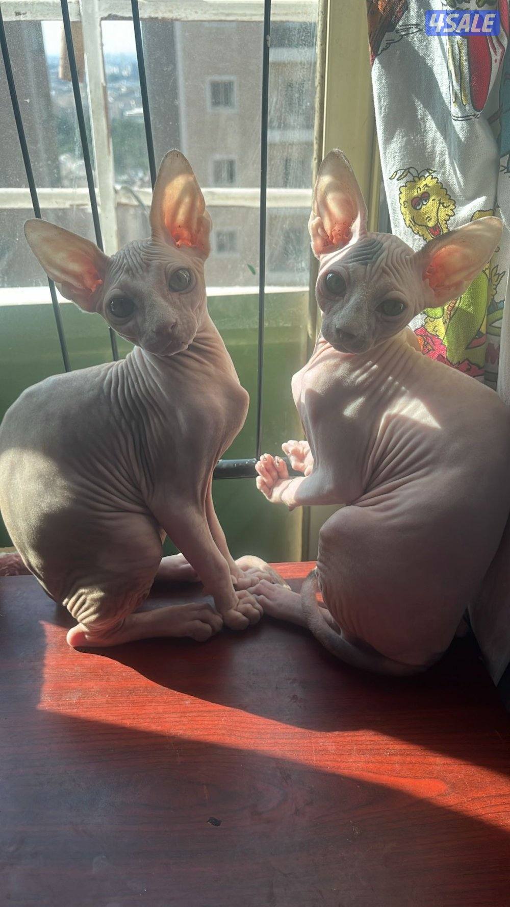 Sphynx Kitten 3 months old For Sale Done 1st Vaccine1