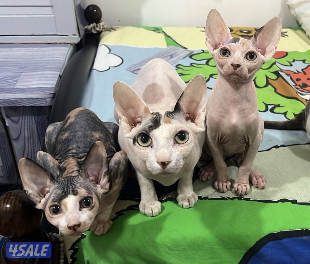 Sphynx Kitten 3 months old For Sale Done 1st Vaccine2