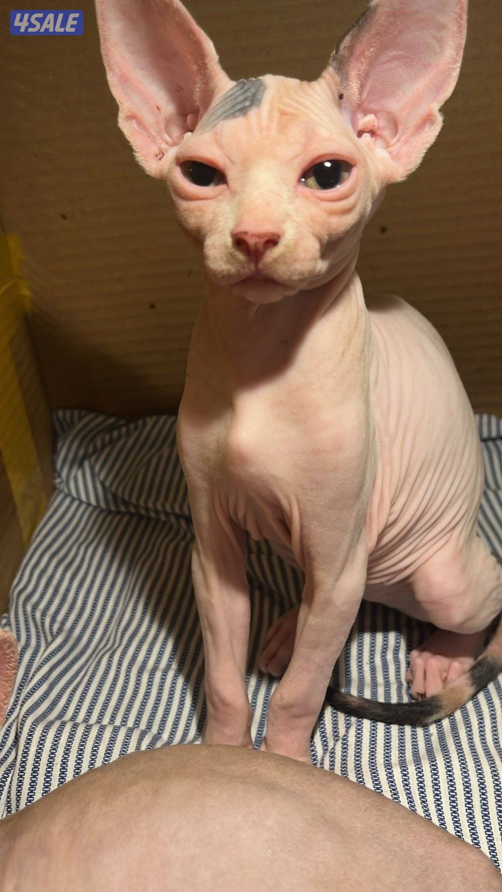 Sphynx Kitten 3 months old For Sale Done 1st Vaccine3