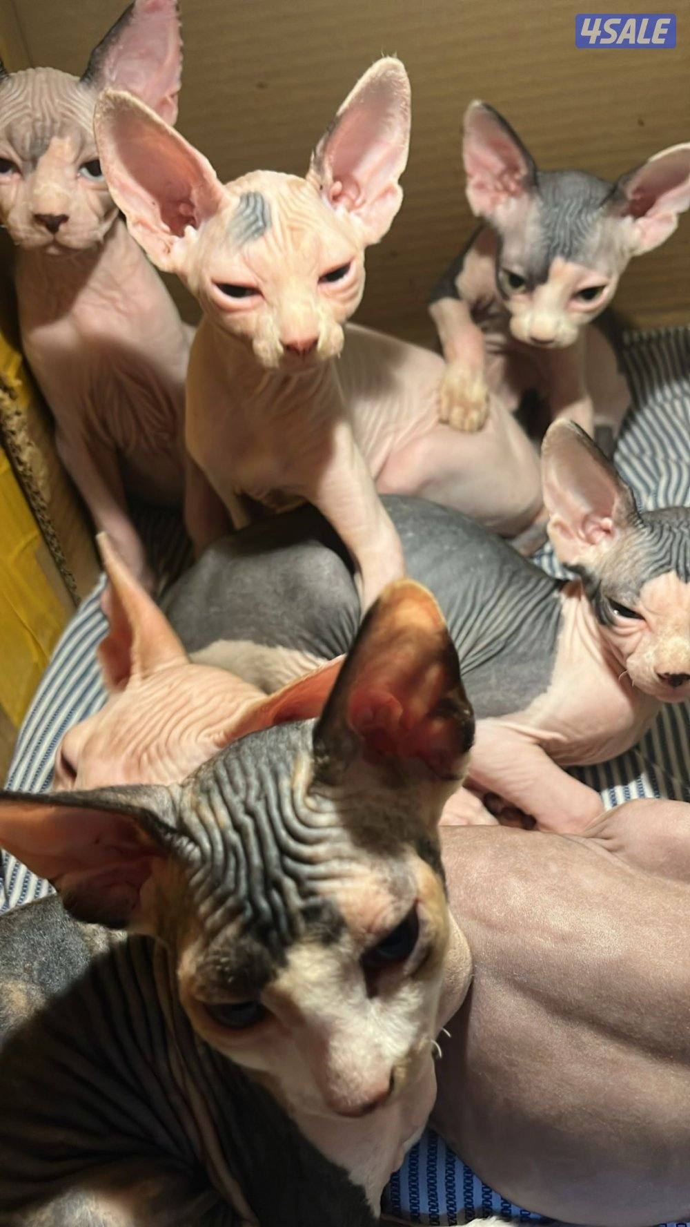 Sphynx Kitten 3 months old For Sale Done 1st Vaccine4