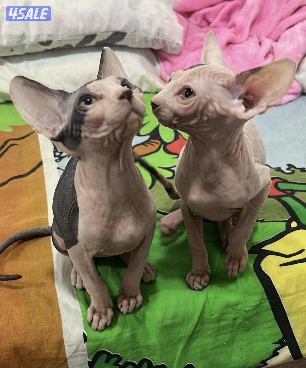 Sphynx Kitten 3 months old For Sale Done 1st Vaccine5