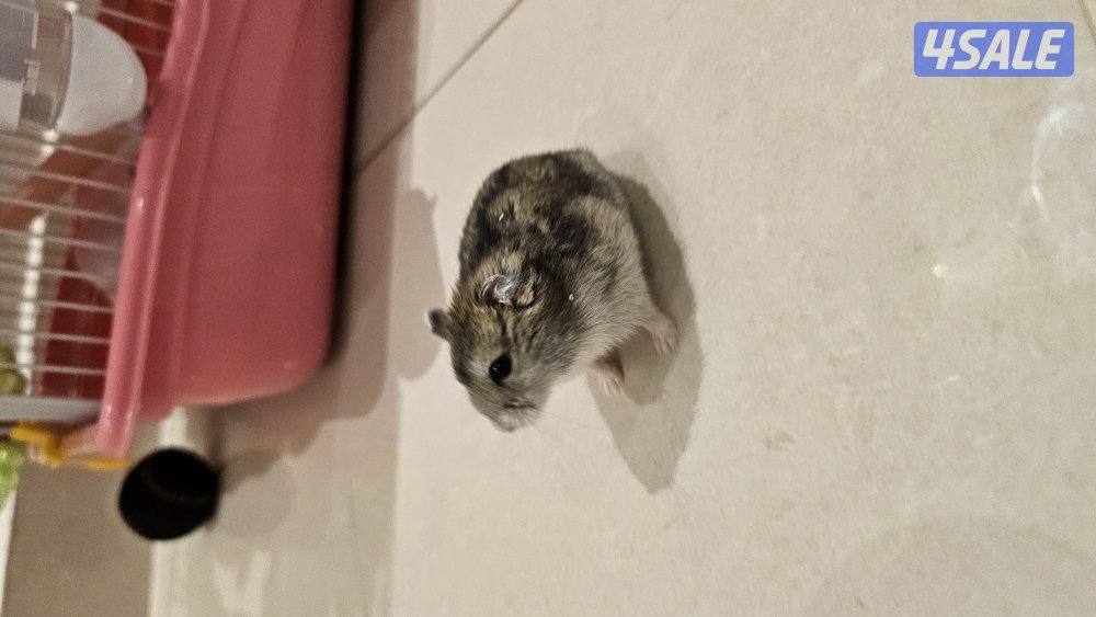 هامستر روسي0