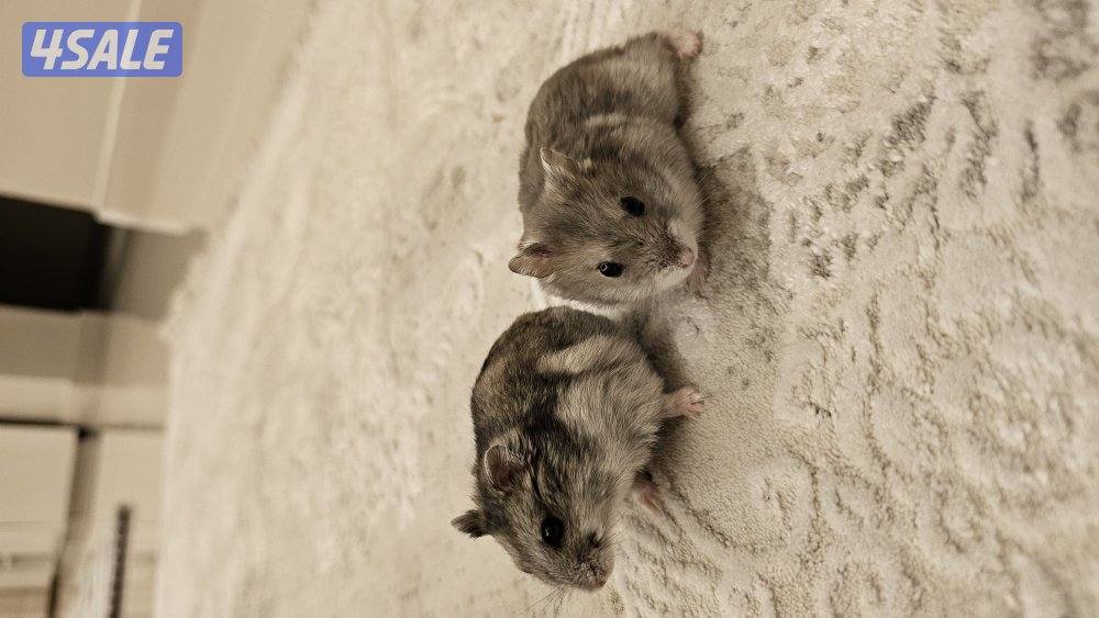 هامستر روسي2