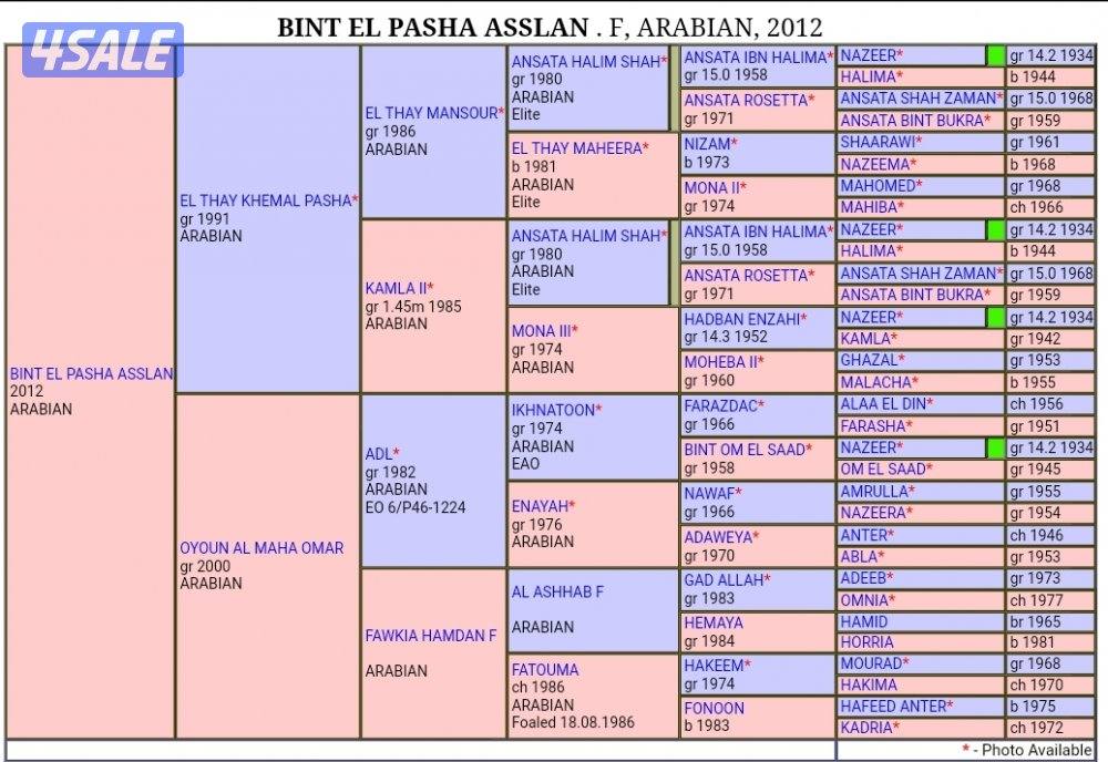 للبيع فرس مصرية معاها مهر ولد أجمل قيدوم0