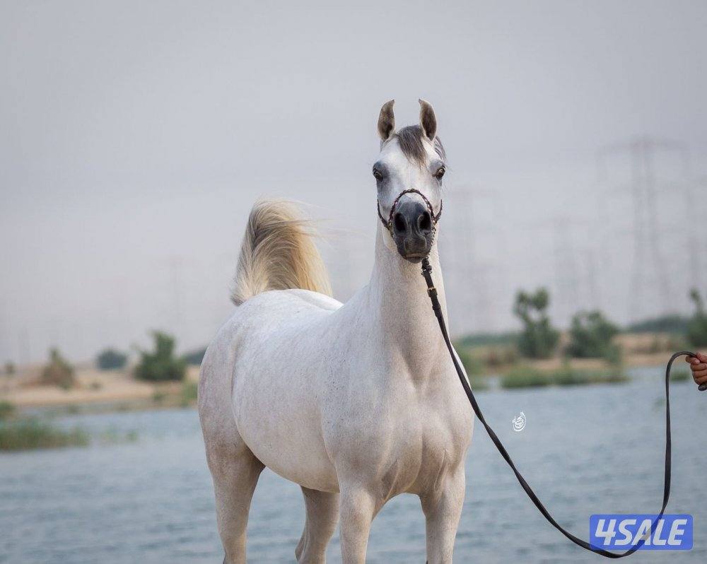 للبيع فرس مصرية معاها مهر ولد أجمل قيدوم1