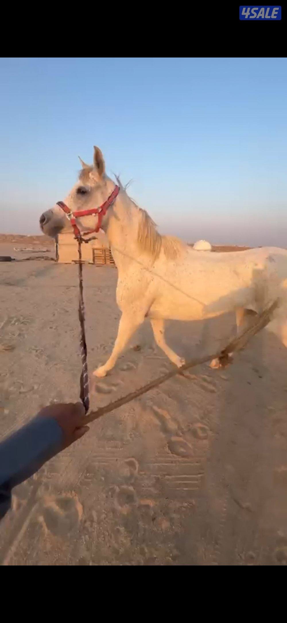 للبيع. فرس. شرط السلم.0