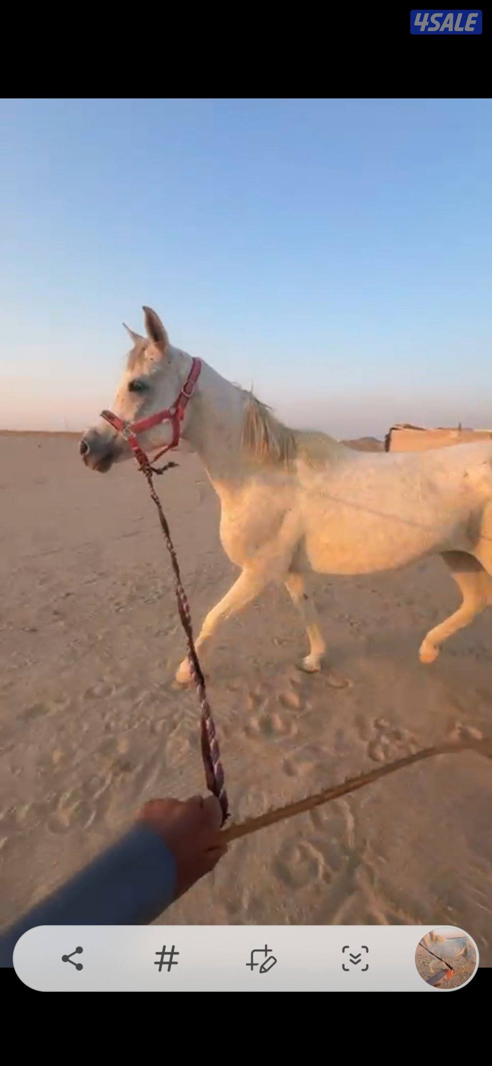 للبيع. فرس. شرط السلم.1