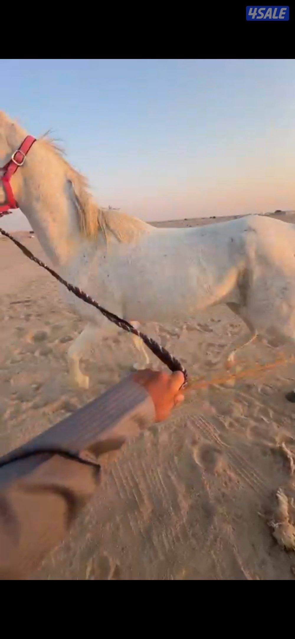 للبيع. فرس. شرط السلم.3