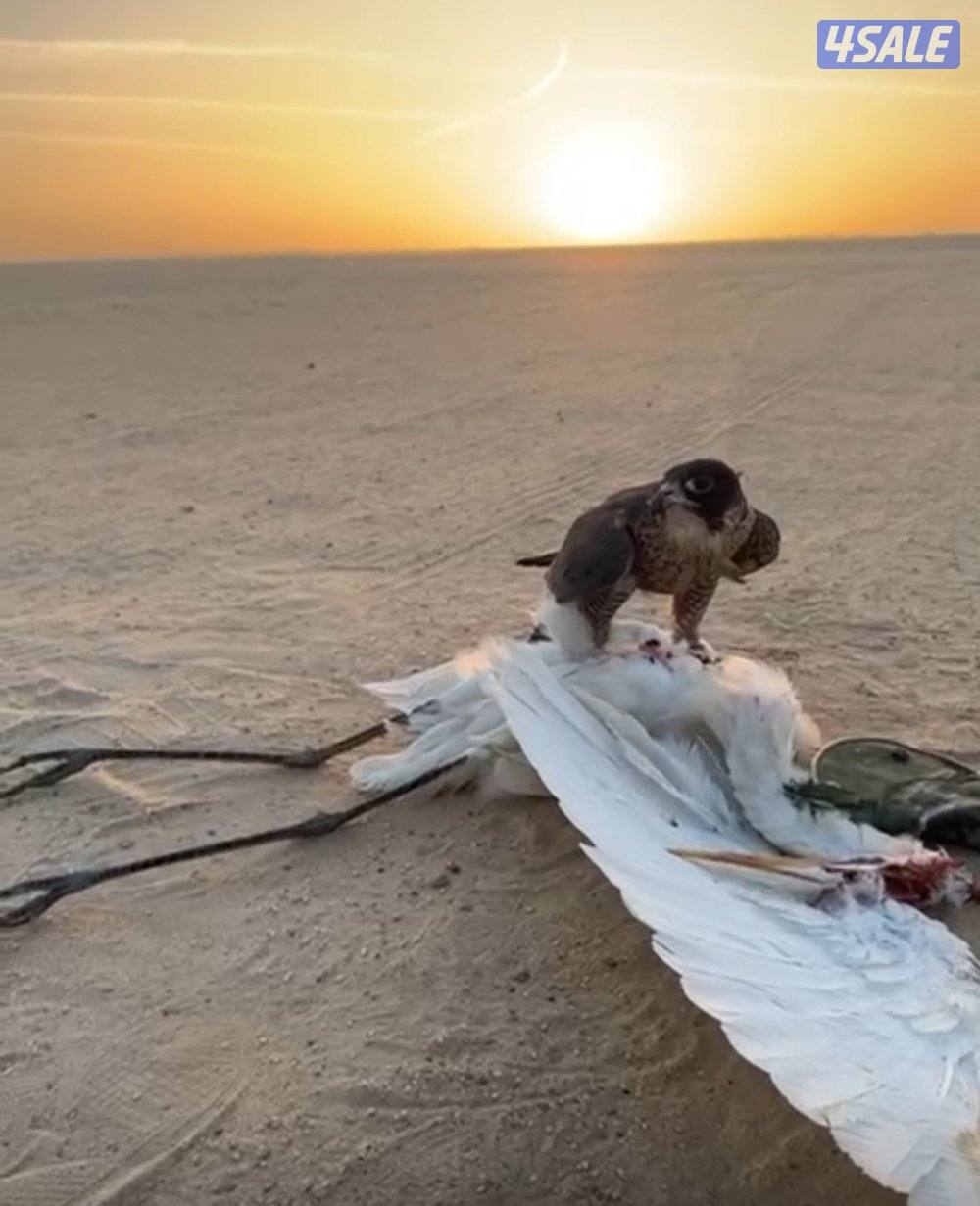 جير شاهين فاااخر0