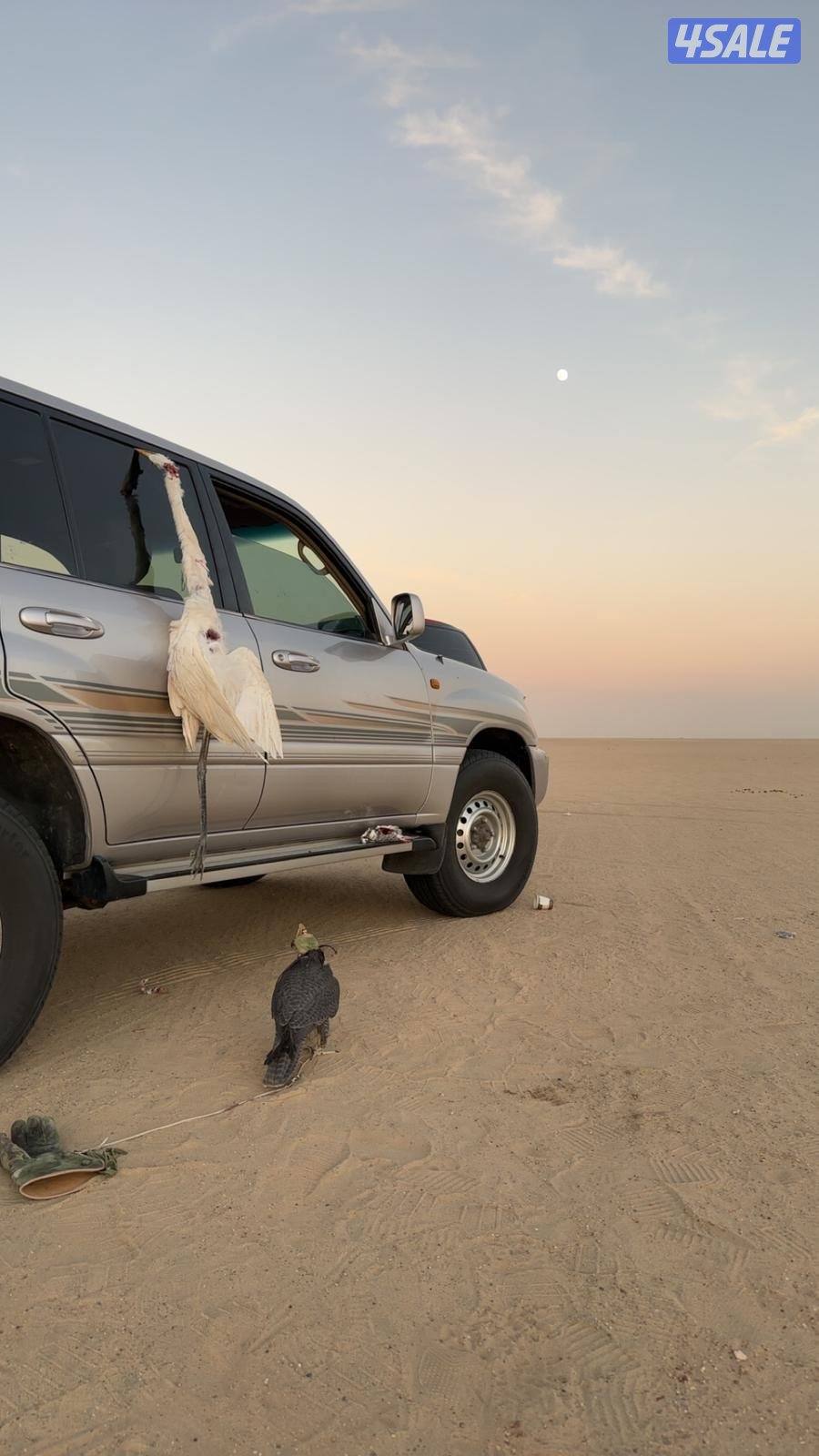 جير شاهين فاااخر1