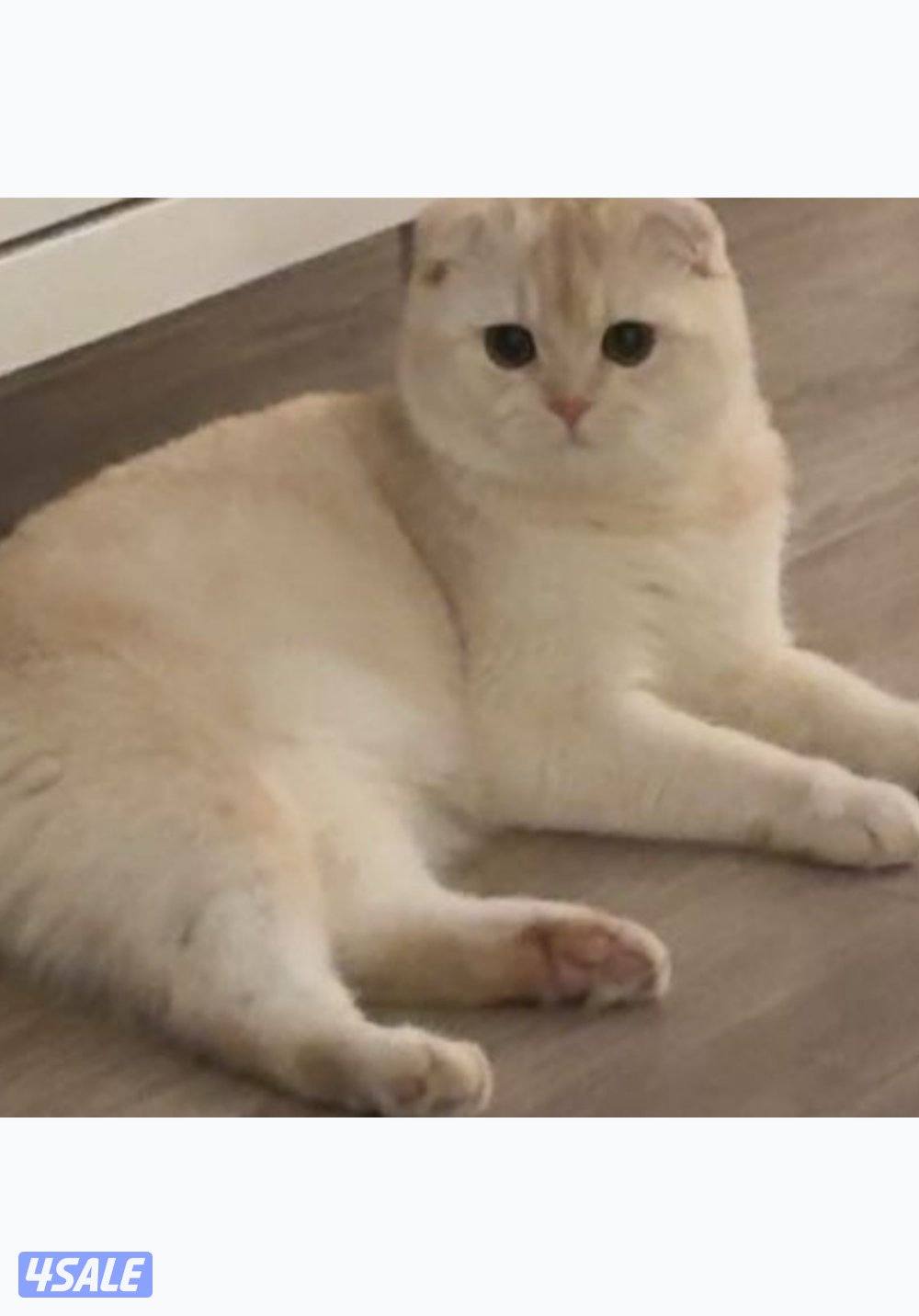 بيع قط ذكر نوعه سكوتش فولد عمره 8 شهور مع جميع الالتزاماته شخصيه0