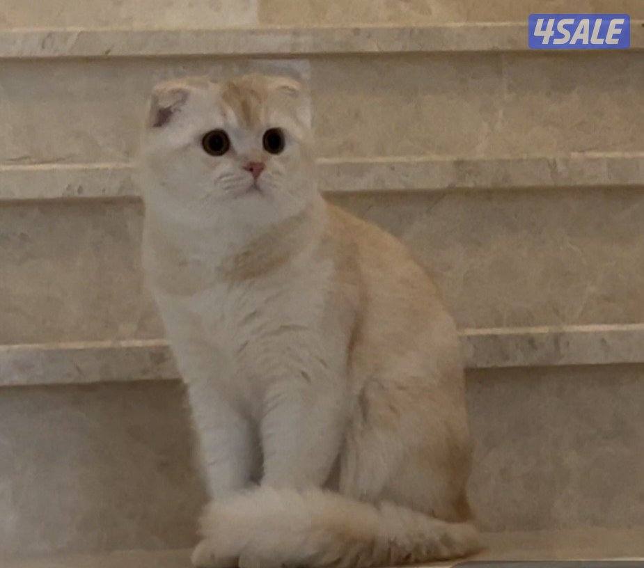 بيع قط ذكر نوعه سكوتش فولد عمره 8 شهور مع جميع الالتزاماته شخصيه1
