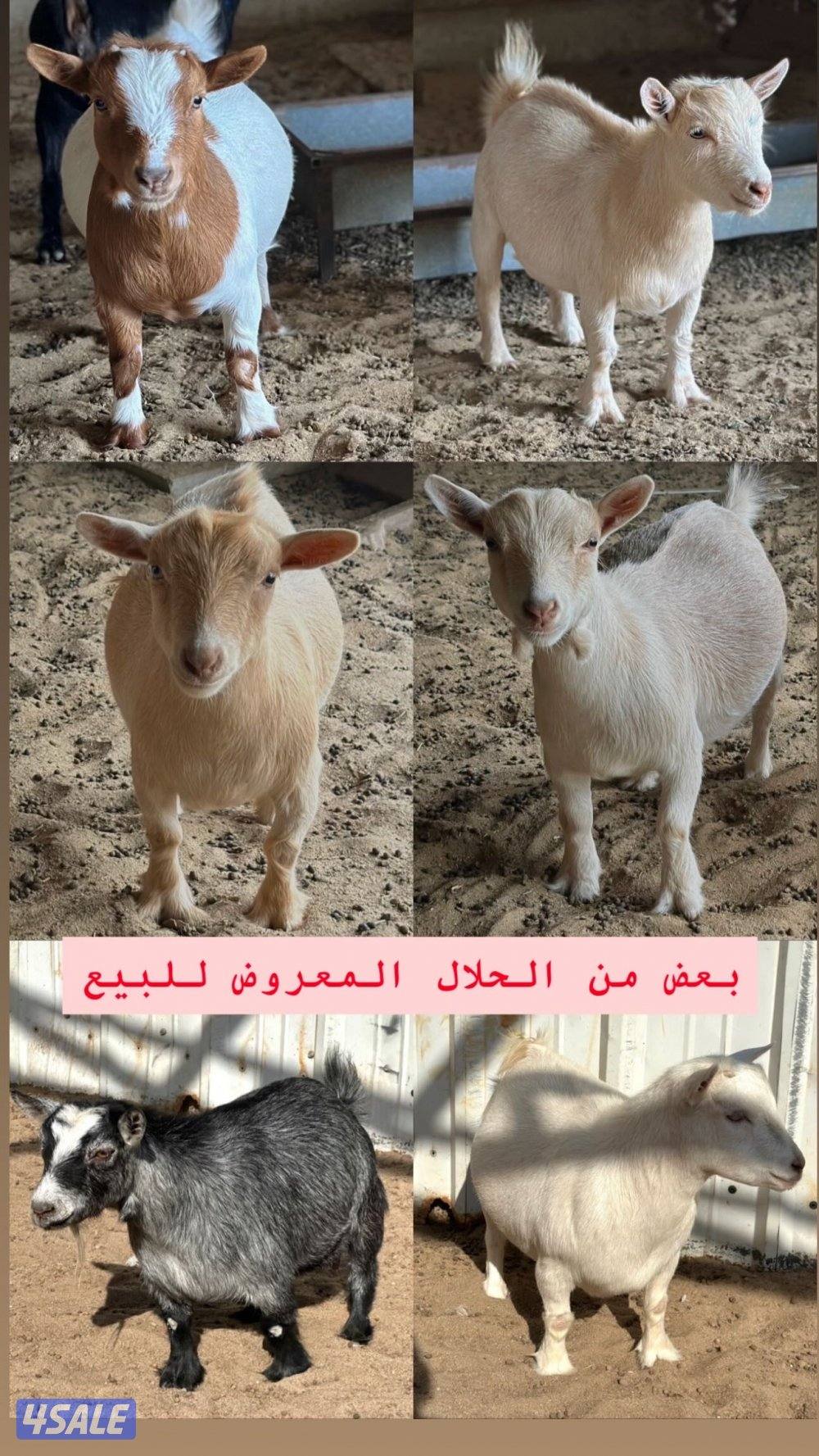 جيكيات مكسات مضاريع صنف1