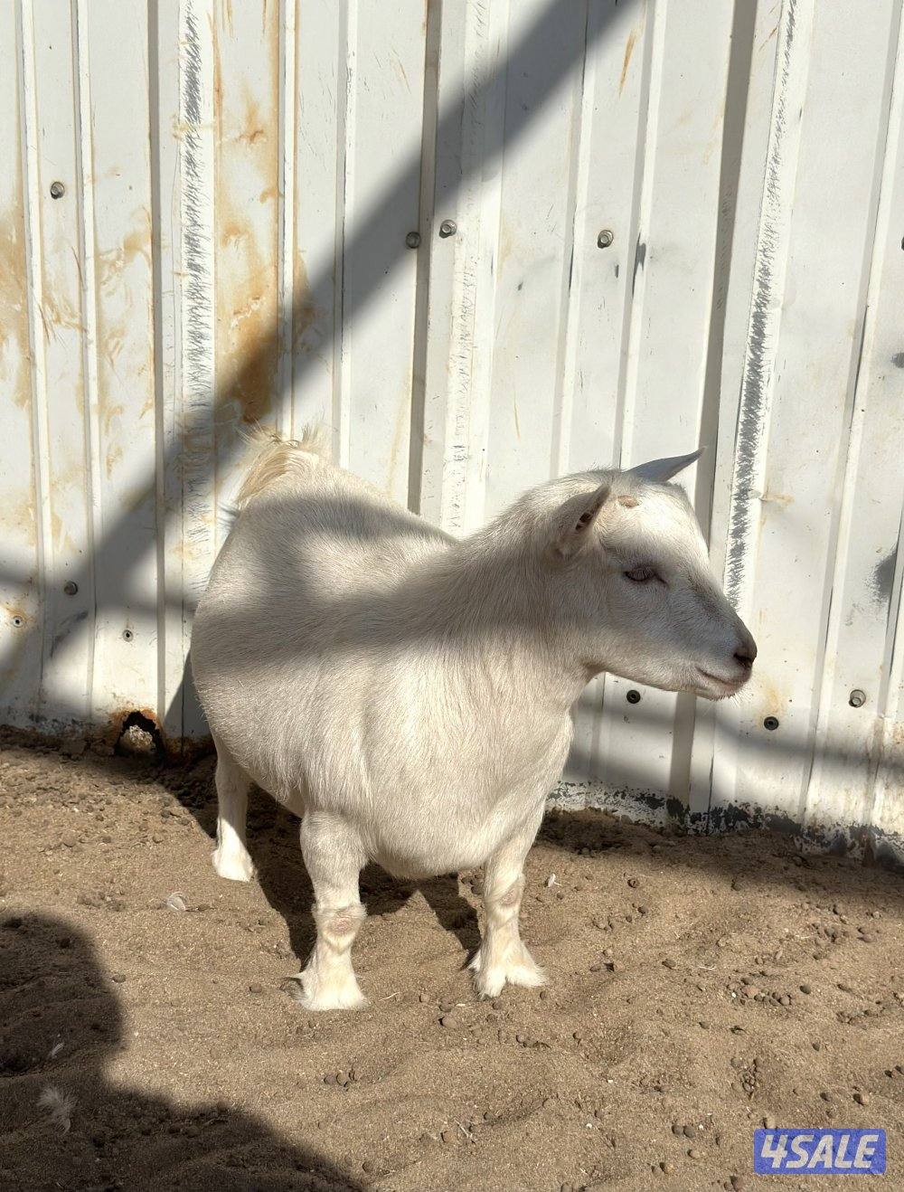 جيكيات مكسات مضاريع صنف2