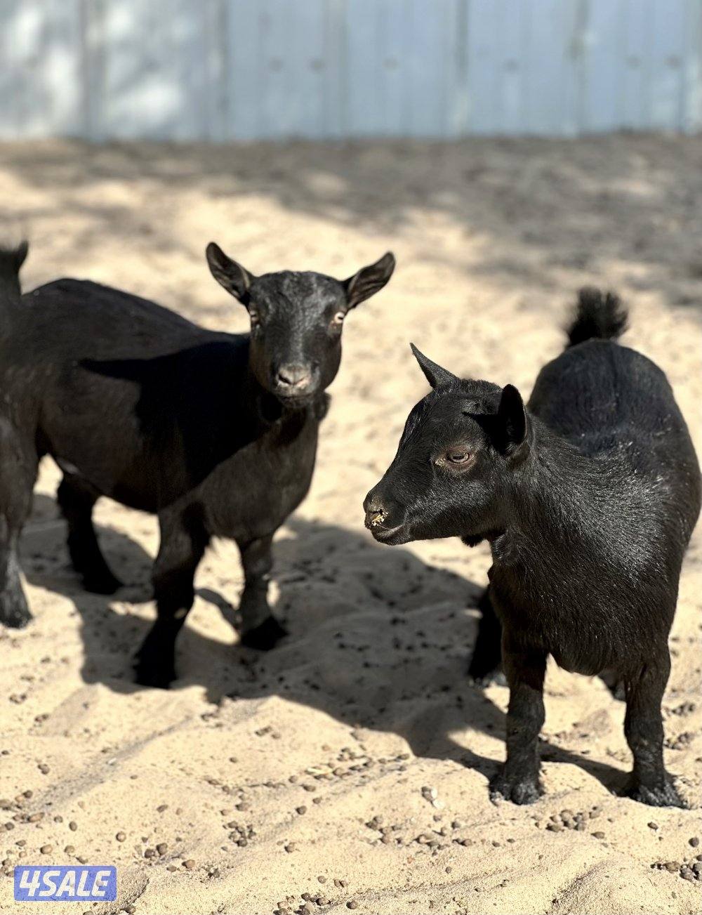 جيكيات مكسات مضاريع صنف3