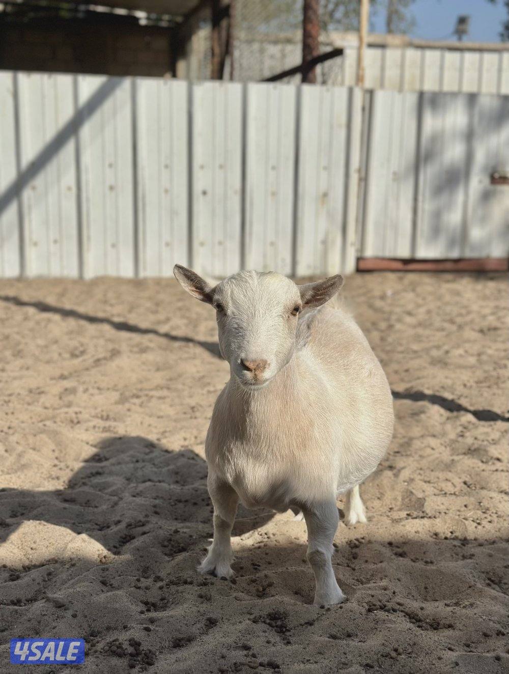 جيكيات مكسات مضاريع صنف4