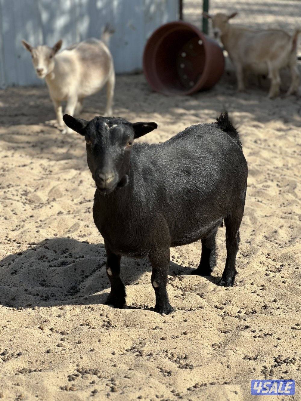 جيكيات مكسات مضاريع صنف5