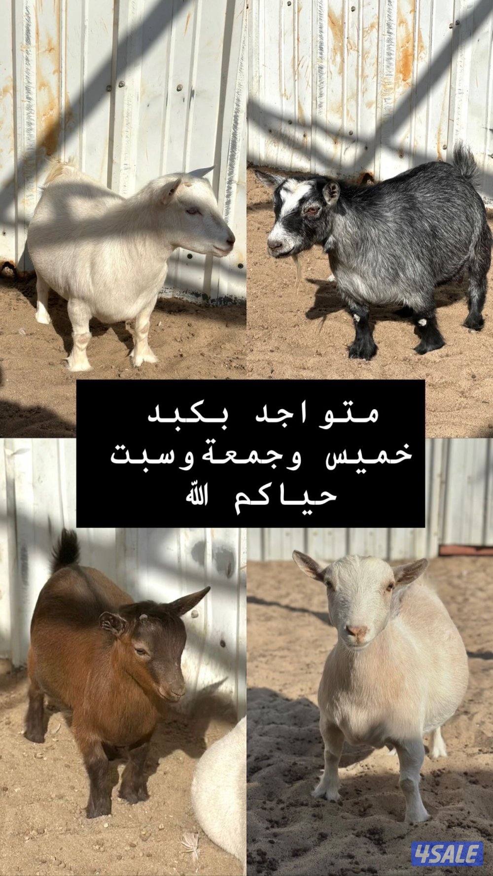 جيكيات مكسات مضاريع صنف7