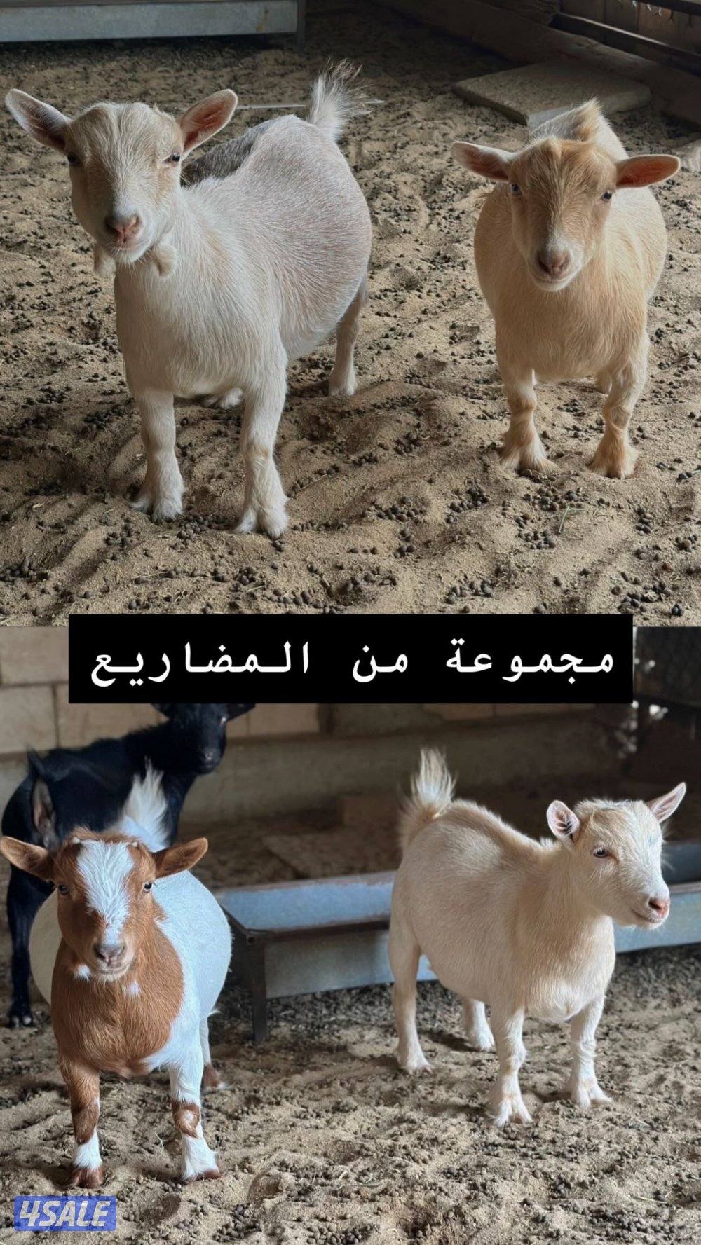 جيكيات مكسات مضاريع صنف8