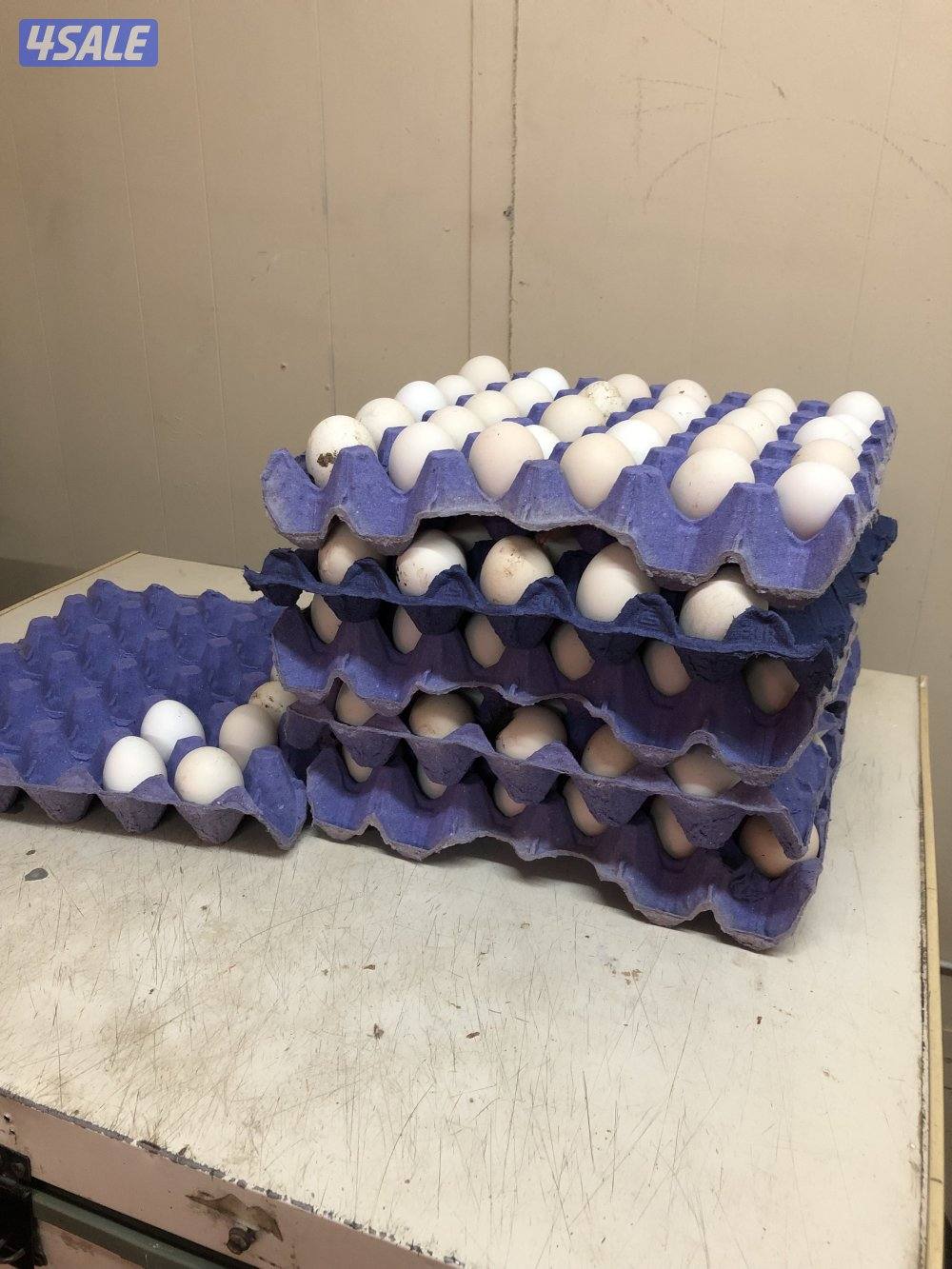 للبيع بيض ‏عربي قديم وفي يومي ألمنيوم0