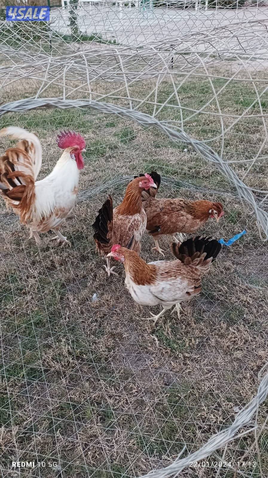 للبيع بيض ‏عربي قديم وفي يومي ألمنيوم1