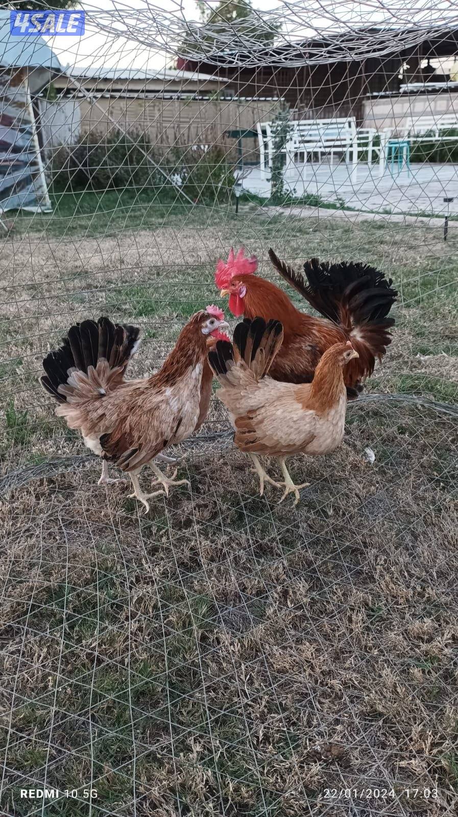 للبيع بيض ‏عربي قديم وفي يومي ألمنيوم2