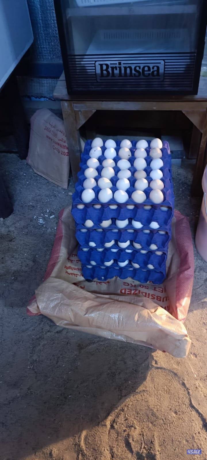 للبيع فروخ عقارب  و بيض ملقح0