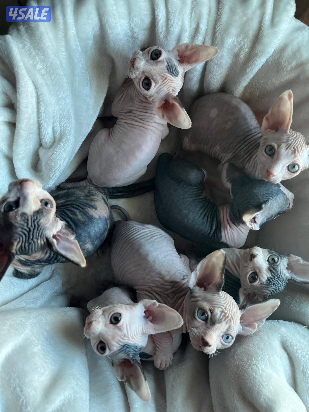 Sphynx Kitten 3 months old For Sale Done 1st Vaccine6