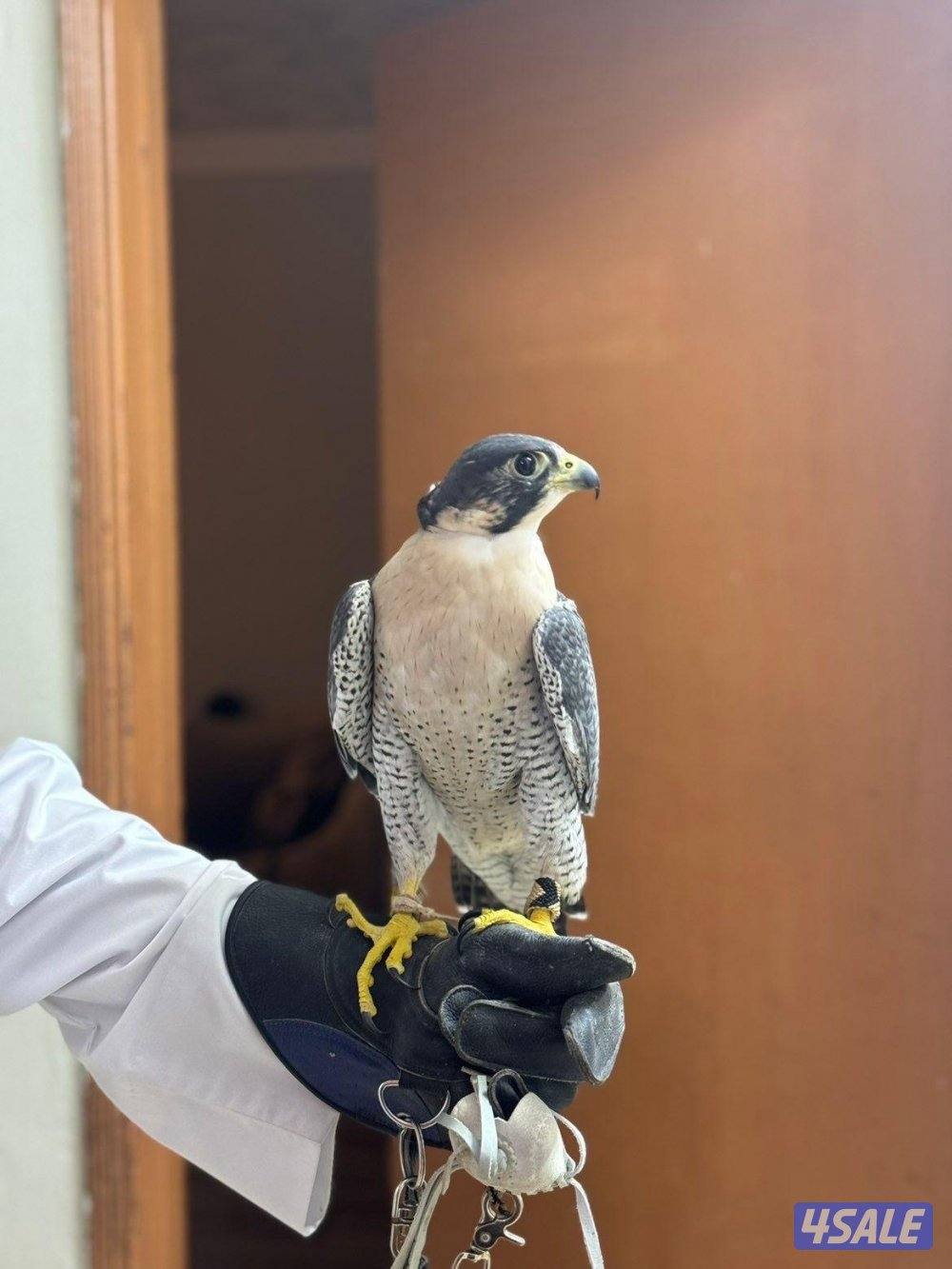 مطلوب العقاب الذهبي او العقاب الملكي او حر او شيهانة او شاهين1