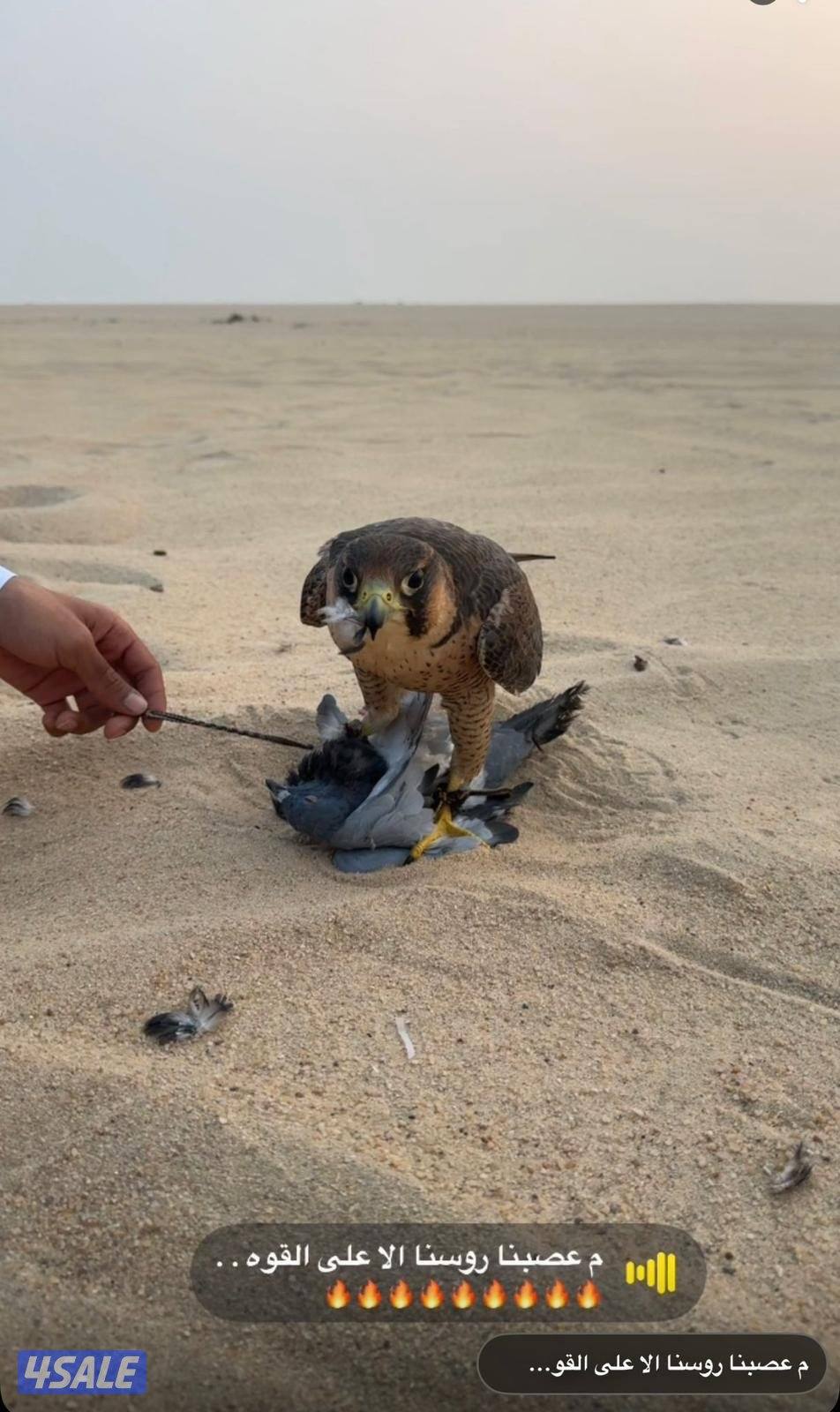 مطلوب العقاب الذهبي او العقاب الملكي او حر او شيهانة او شاهين2