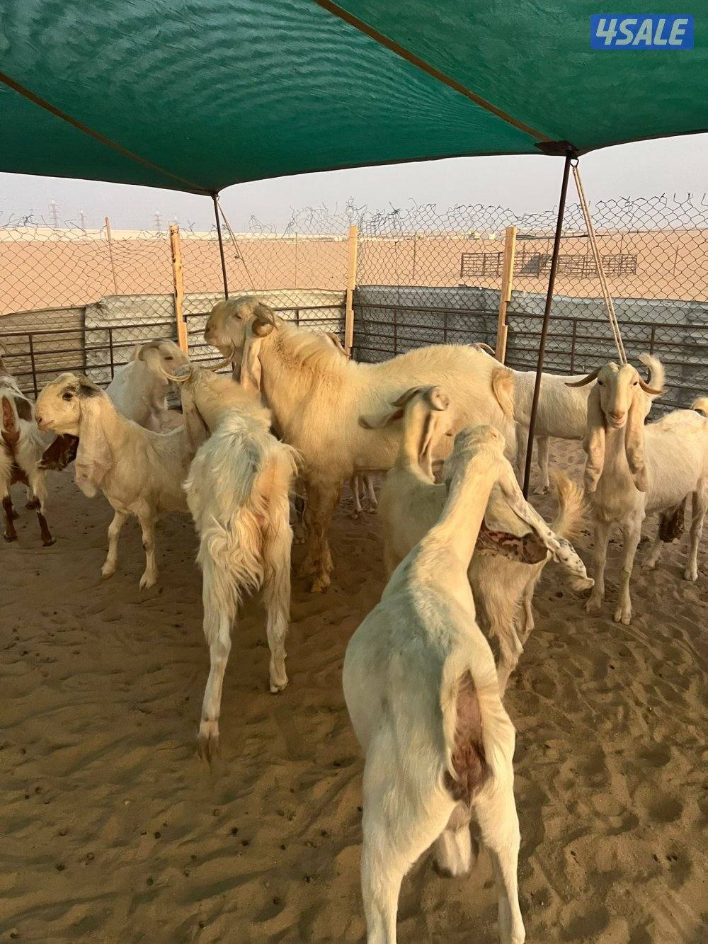 العد 24 معزا مرسسه ودفيع0