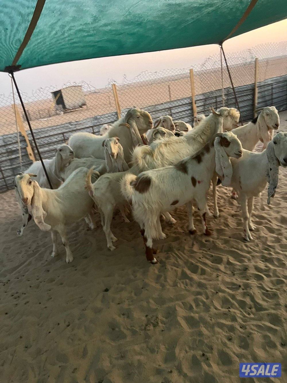 العد 24 معزا مرسسه ودفيع1