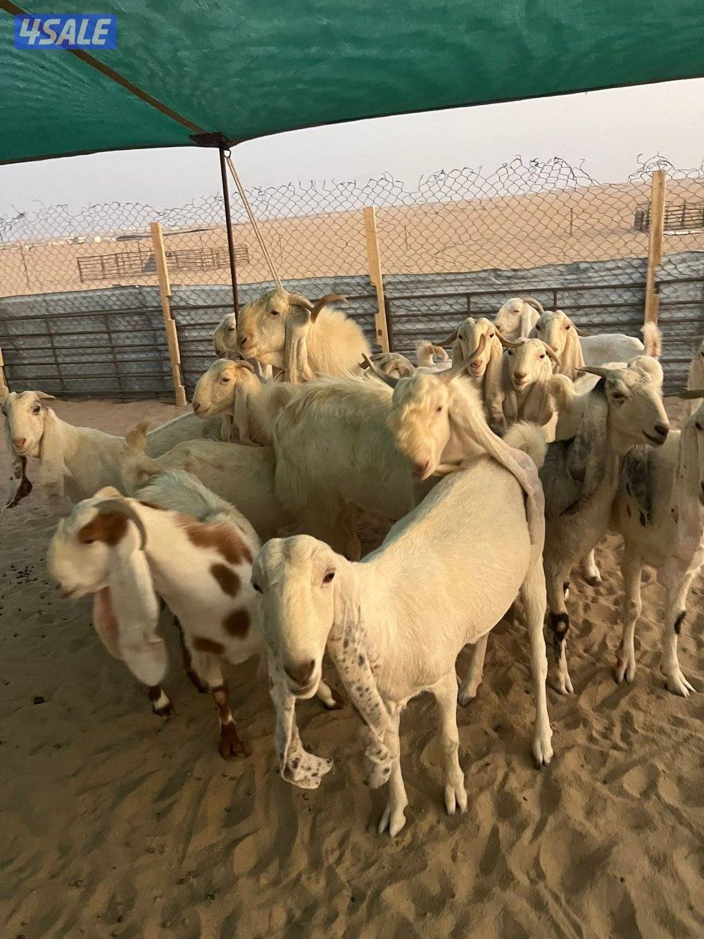 العد 24 معزا مرسسه ودفيع2