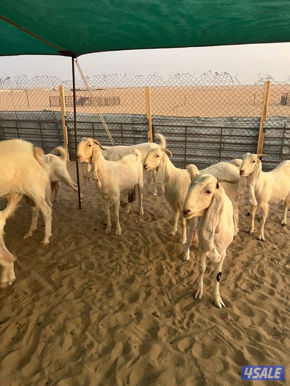 العد 24 معزا مرسسه ودفيع3