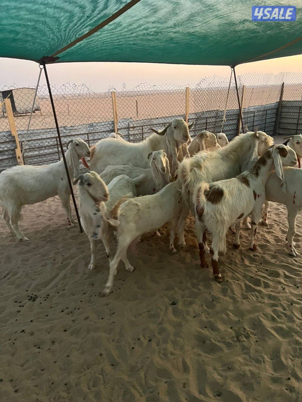 العد 24 معزا مرسسه ودفيع4