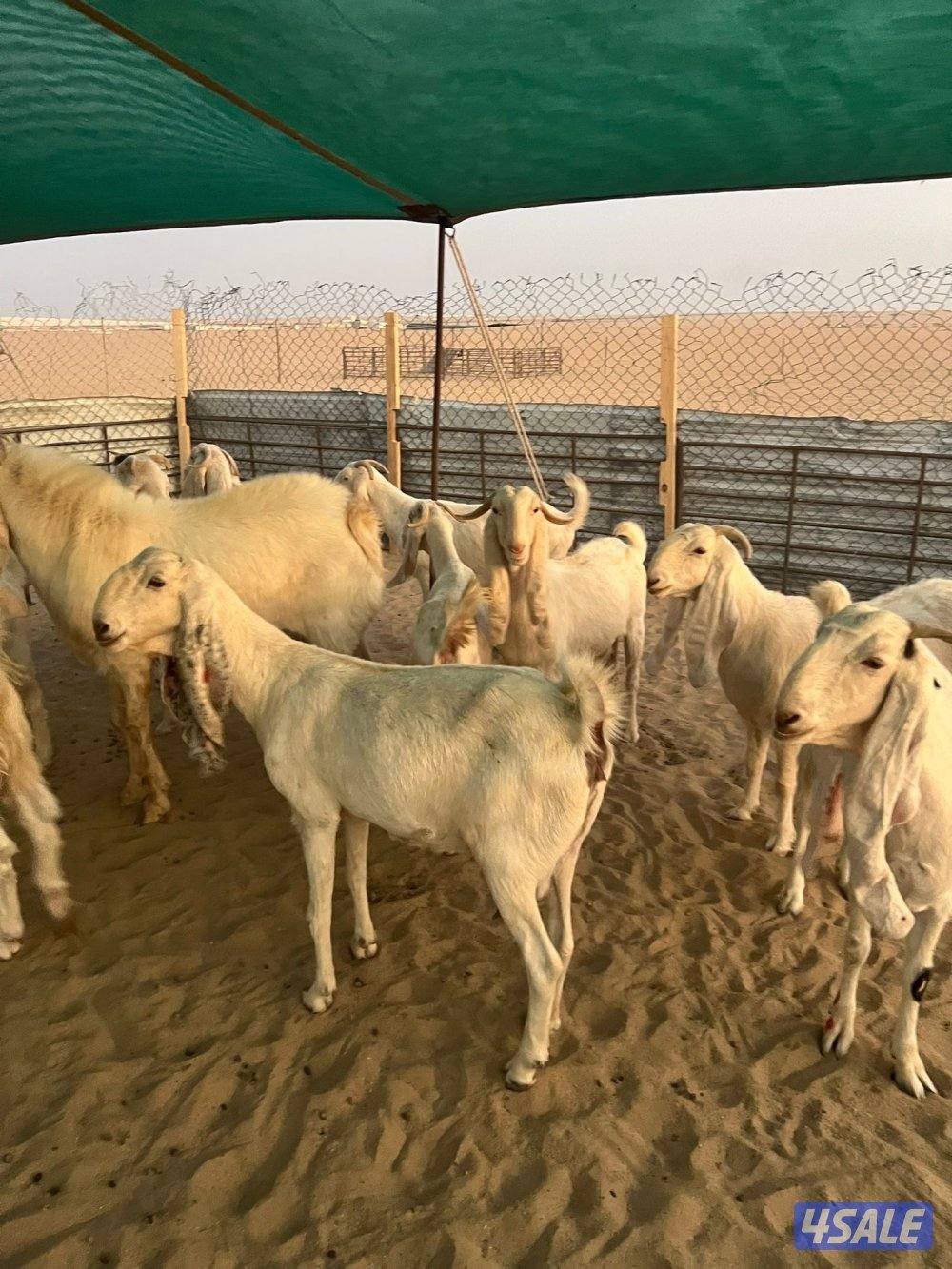 العد 24 معزا مرسسه ودفيع5