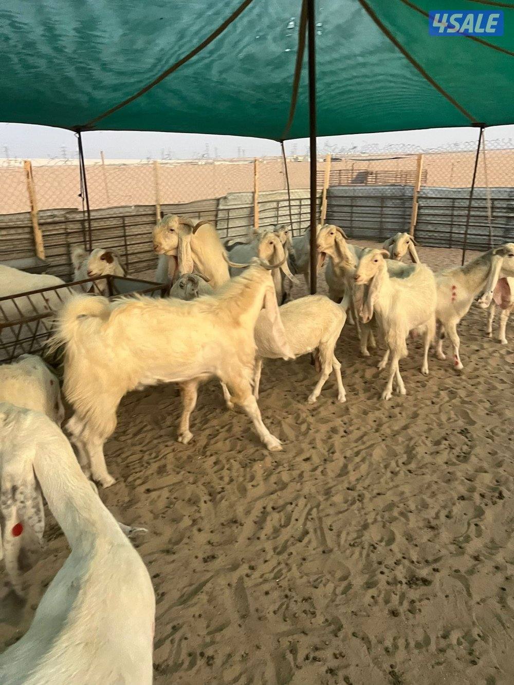 العد 24 معزا مرسسه ودفيع6