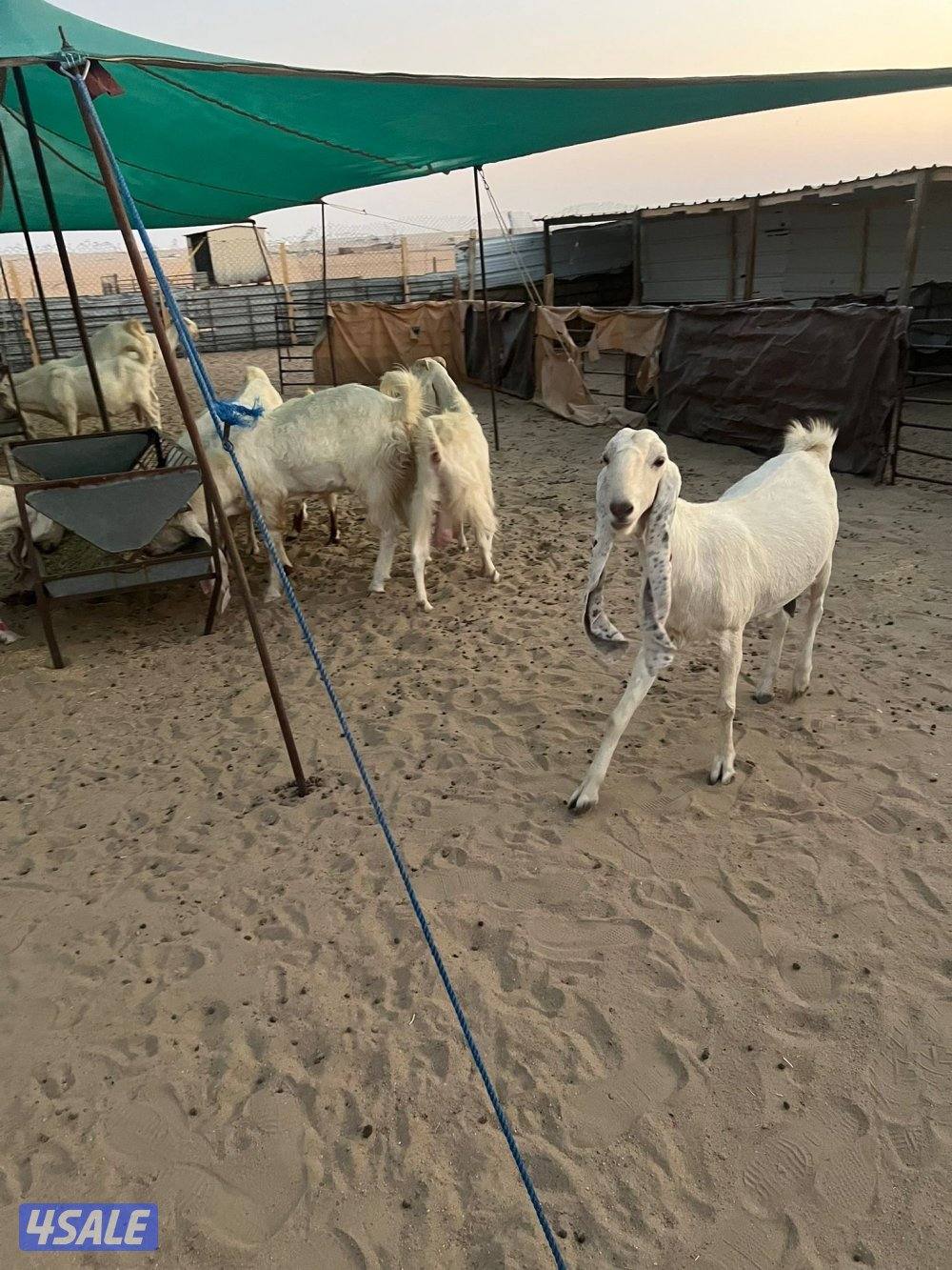 العد 24 معزا مرسسه ودفيع8