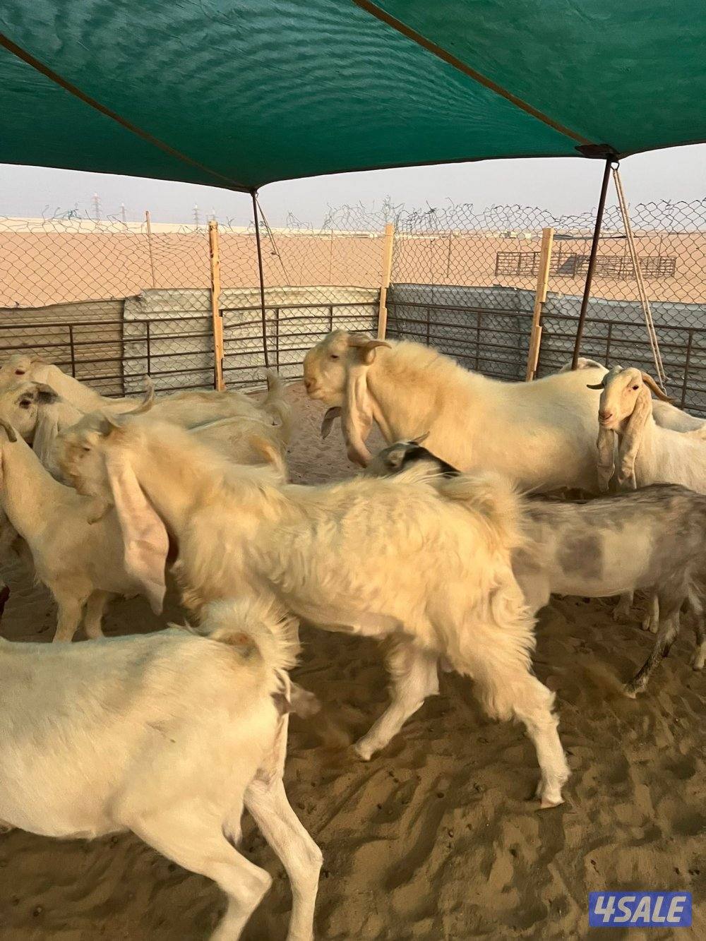 العد 24 معزا مرسسه ودفيع7