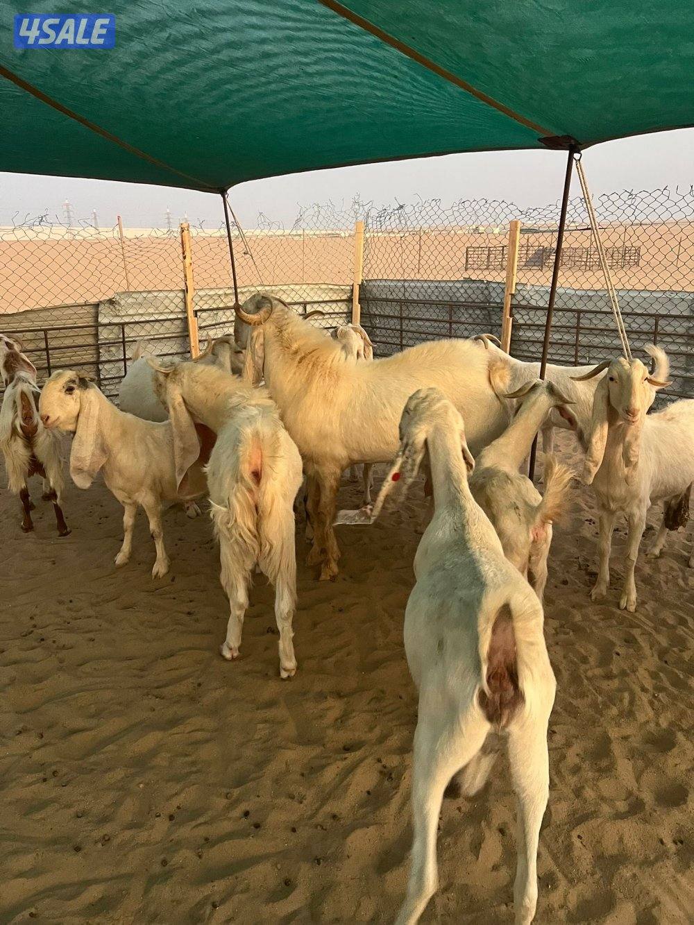 العد 24 معزا مرسسه ودفيع9